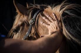 Bien-être animal : apprendre à masser son équidé